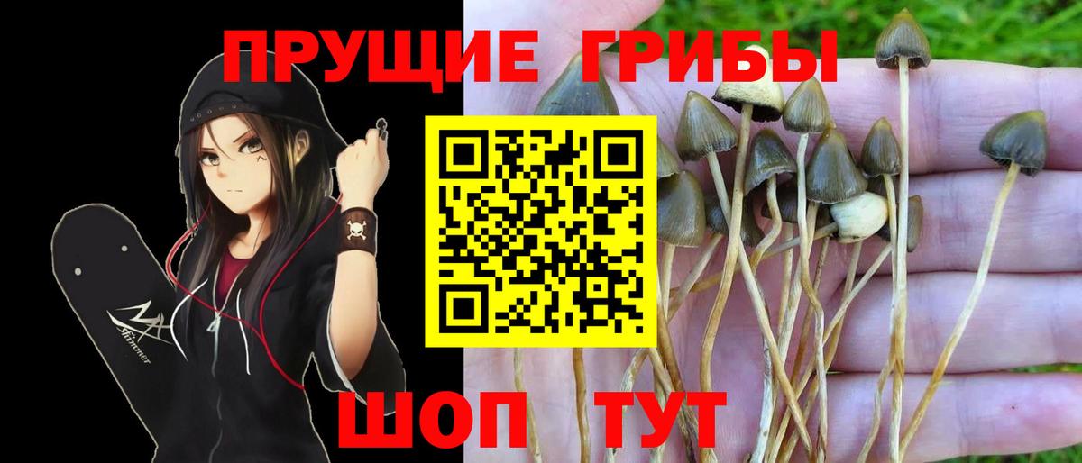 Лениногорск  Псилоцибиновые грибы Psilocybine cubensis  цена   Вход с VPN 